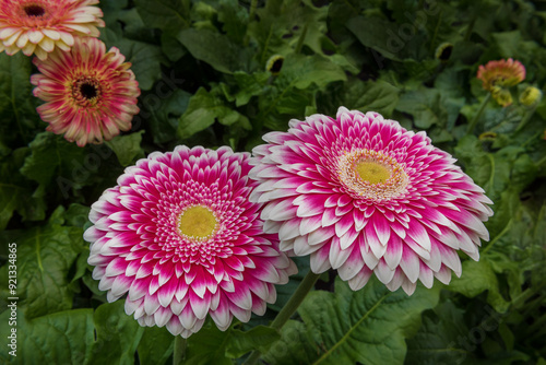 Bild auf Leinwand Gerbera jamesonii, Barberton daisy, the Transvaal daisy is a perennial herb