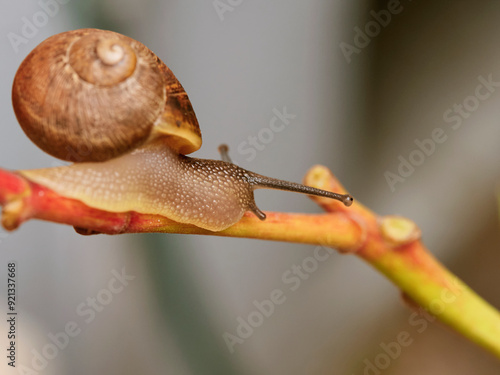 snail on a branch