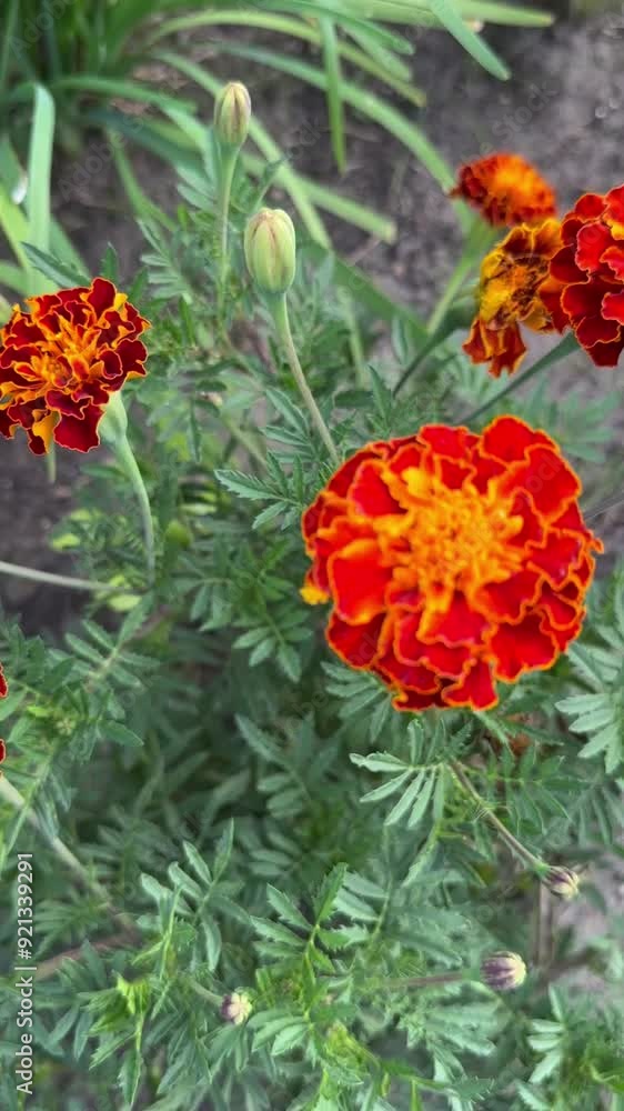 Bright marigold flowers grow in the garden. Orange and yellow marigolds flower. Summer Beautiful Pot marigold blooming. Green Leaves. Natural Flora. terraced bed. Bloom greenery Background. Close up. Bright marigold flowers grow in the garden. Orange and yellow marigolds flower. Summer Beautiful Pot marigold blooming. Green Leaves. Natural Flora. terraced bed. Bloom greenery Background. Close up.