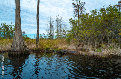 An alligator resting in serene waters surrounded by lush vegetation under sunny skies, Okefenokee Swamp, Georgia, USA photo