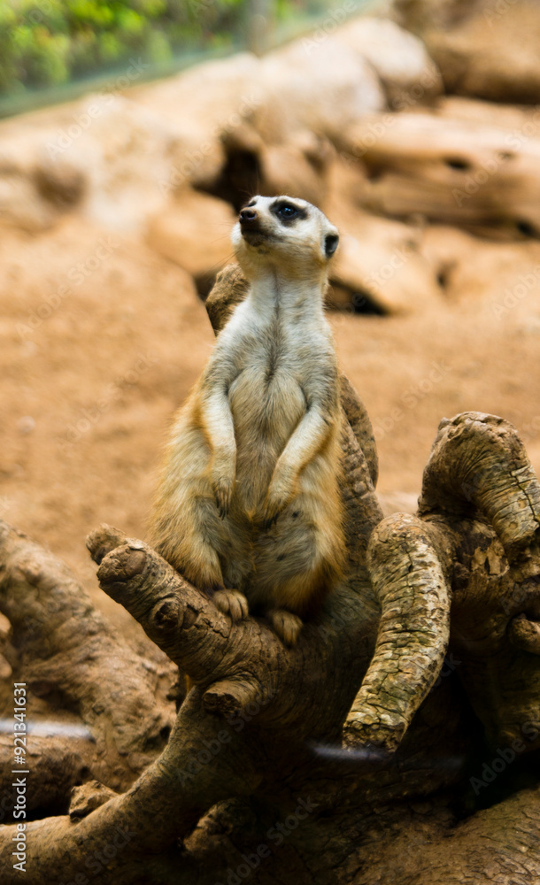 Fototapeta premium Suricata