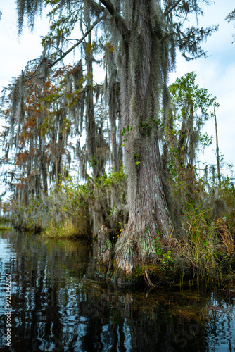 A flooded cypress forest with epiphytic Tillandsia plants on cypress branches, Okefenokee Swamp, Georgia