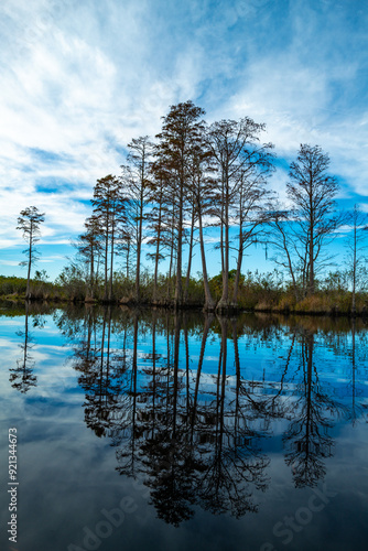 A serene image of tall cypress trees reflected in a calm pond, Okefenokee Swamp, Georgia, USA