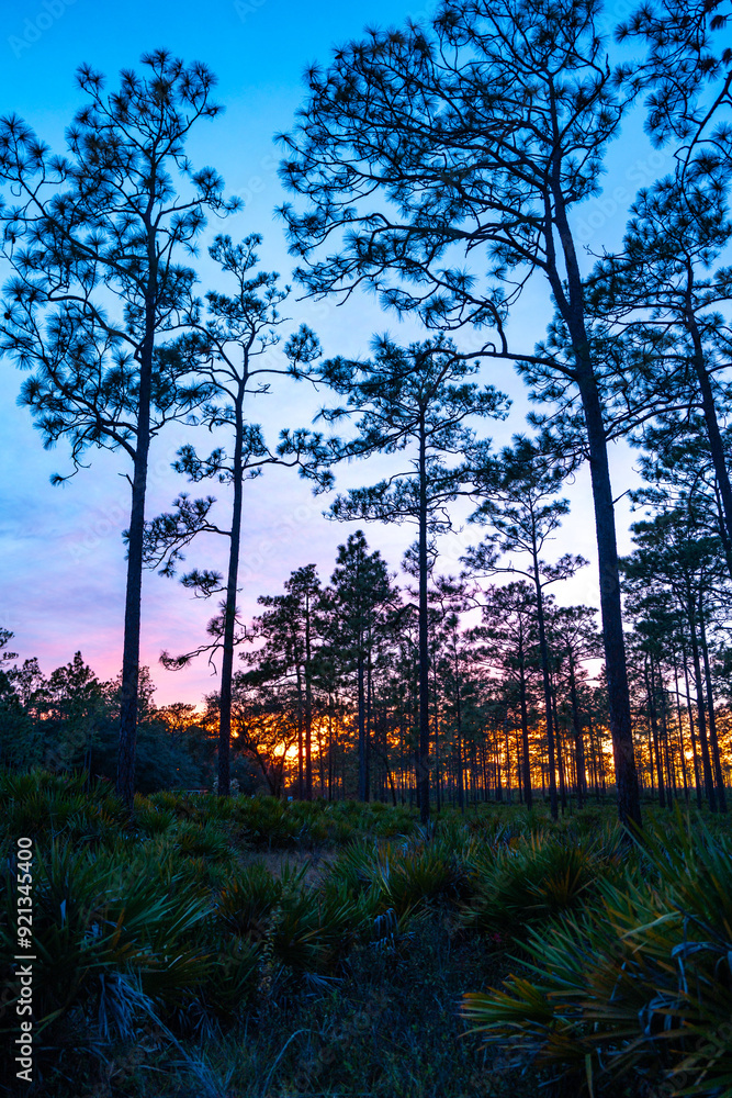 Fototapeta premium Silhouette of tall pines against a colorful twilight sky. No text, emphasizing natural beauty of sunset in the forest, Okefenokee Swamp, Georgia, USA