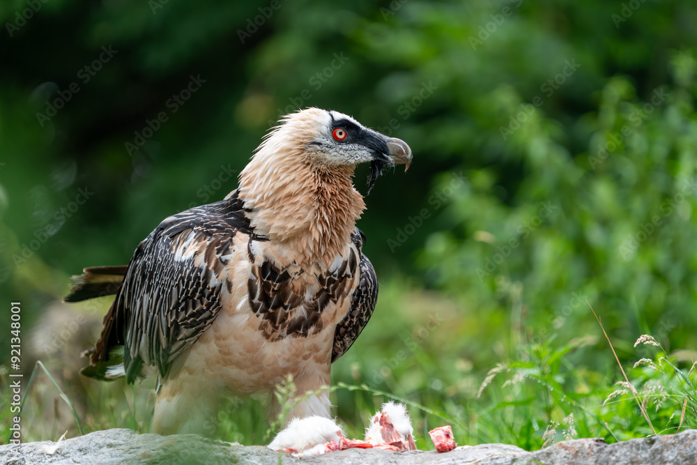 Fototapeta premium bearded vulture eating meat