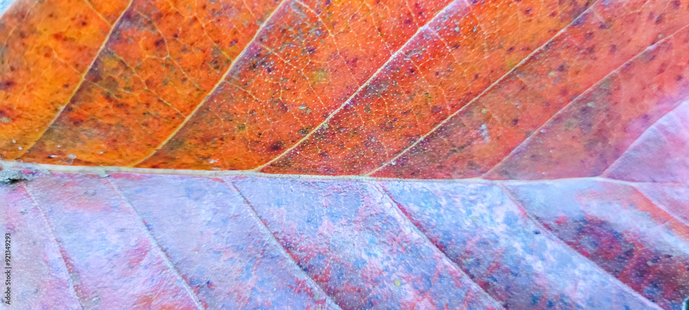 Obraz premium dry autumn leaves close up