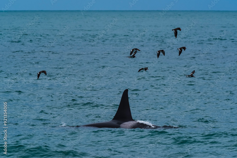 Fototapeta premium Killer Whale, Orca, hunting a sea lions , Peninsula Valdes, Patagonia Argentina