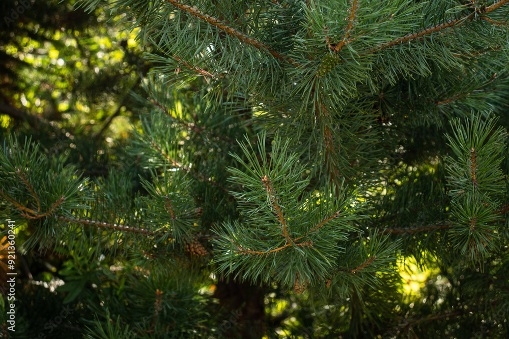 Conifer close up for backgrounds Conifer close up for backgrounds