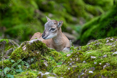 Baby Mufflon in the forest photo