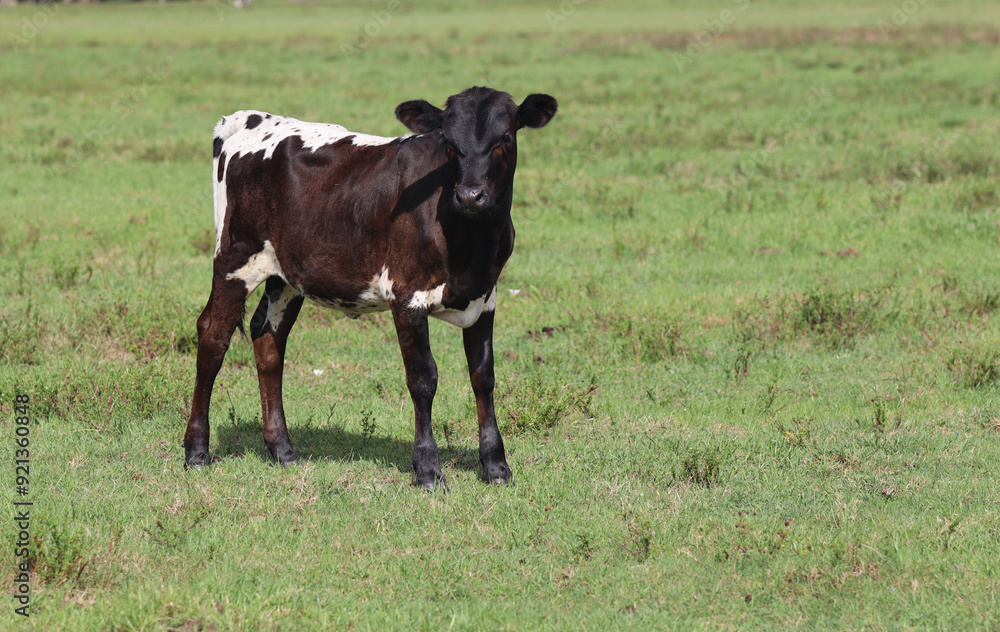 Dark Brown and White Calf in Field Dark Brown and White Calf in Field
