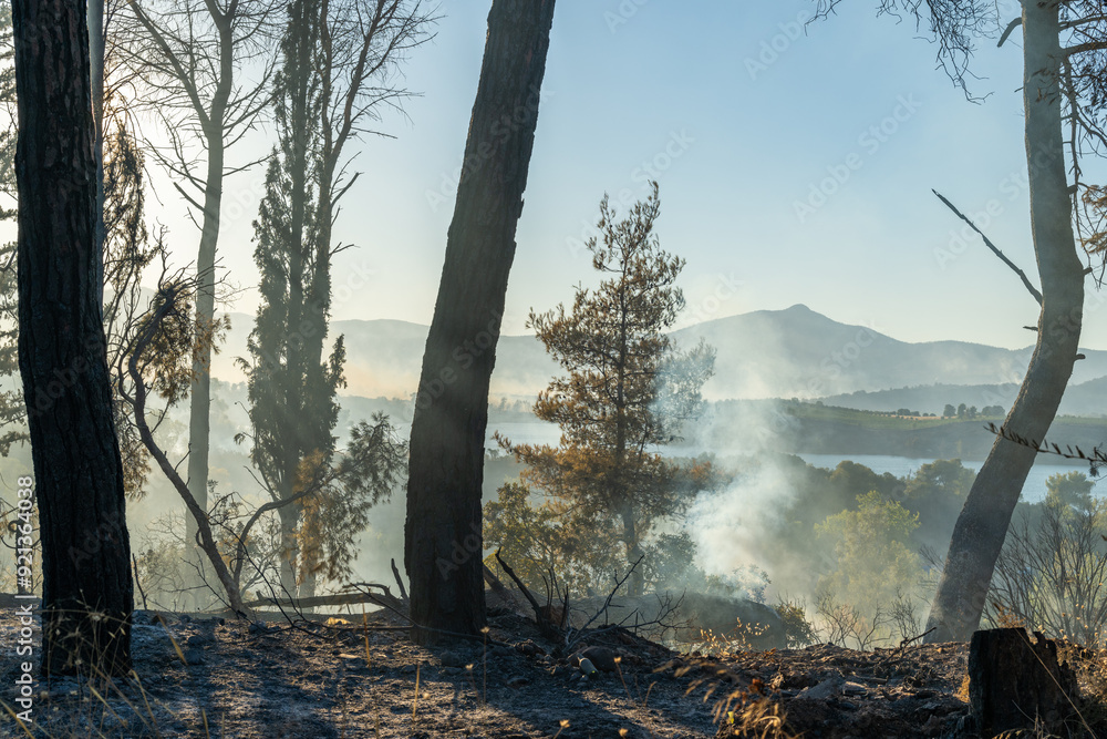 Trees o a forest burned on a wildfire