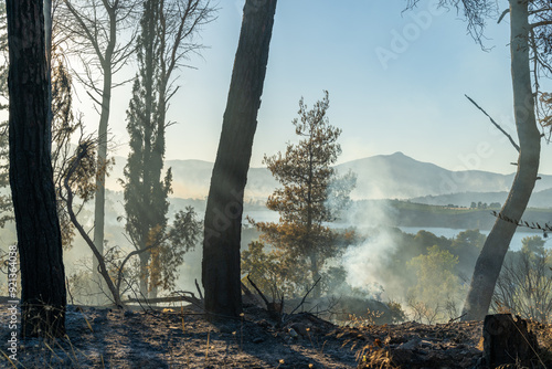 Trees o a forest burned on a wildfire