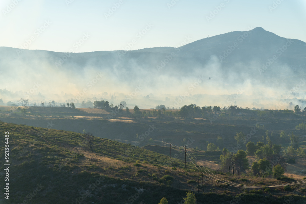 Forest burned on a wildfire