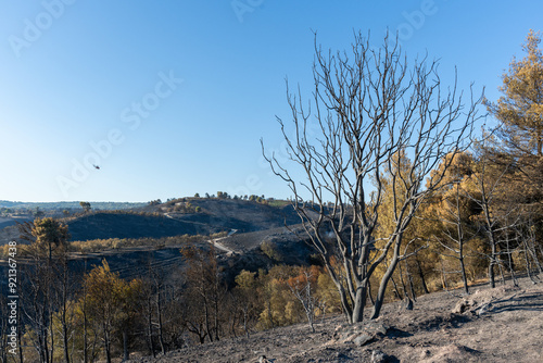 Obraz na płótnie Burned trees as a result of a forest fire w salonie