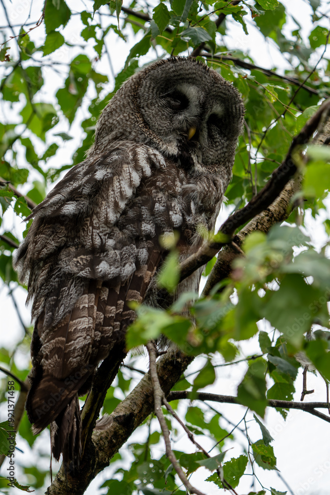 Owl sitting in a tree Owl sitting in a tree