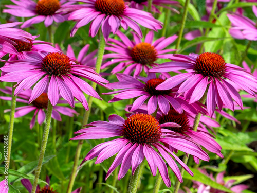 Photos Purple coneflower Echinacea purpurea in a garden