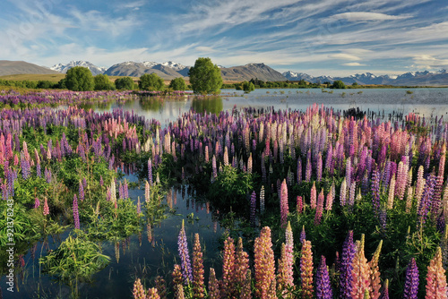 Photos Lupin Flowers near Lake Tekapo, New Zealand