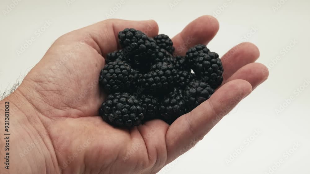 holding blackberries in hand with white background holding blackberries in hand with white background