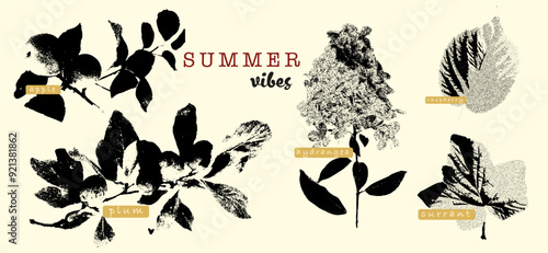 Vintage botanical collage featuring summer fruits and flowers with grunge textures. Includes labels for apple, plum, hydrangea, raspberry, and currant. Ideal for seasonal designs, rustic aesthetics