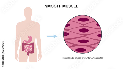 Smooth muscle tissue