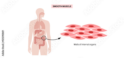Smooth muscle tissue
