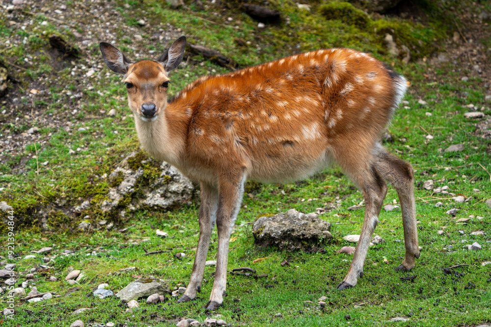 Wild Sika Deer Wild Sika Deer