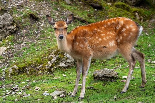 Wild Sika Deer 