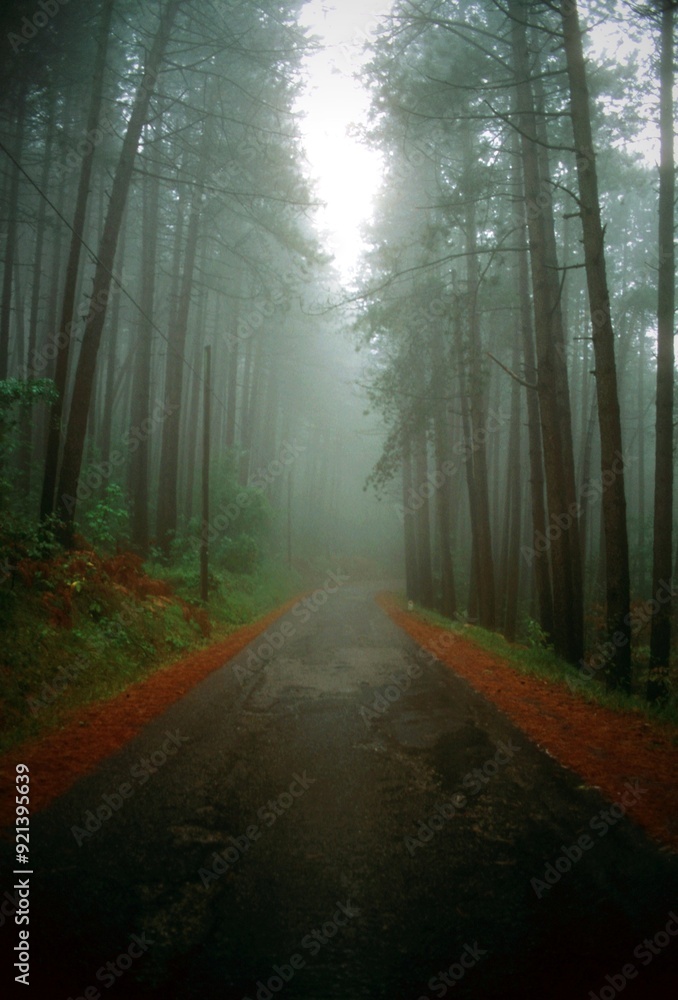 Fototapeta premium Woods Between Cortona and Portole