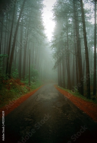 Woods Between Cortona and Portole photo