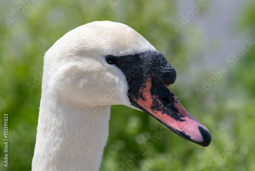 Head shot of a mute swan (cygnus olor) photo