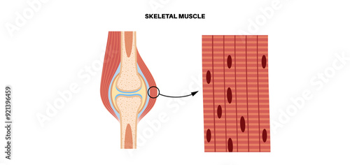 Skeletal muscle tissue