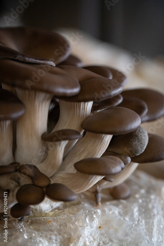 Fotografija hongos comestibles / gírgolas