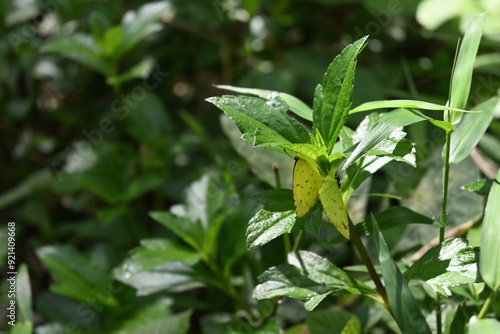 A pair of one spot grass yellow butterflies mating on the underside of a leaf