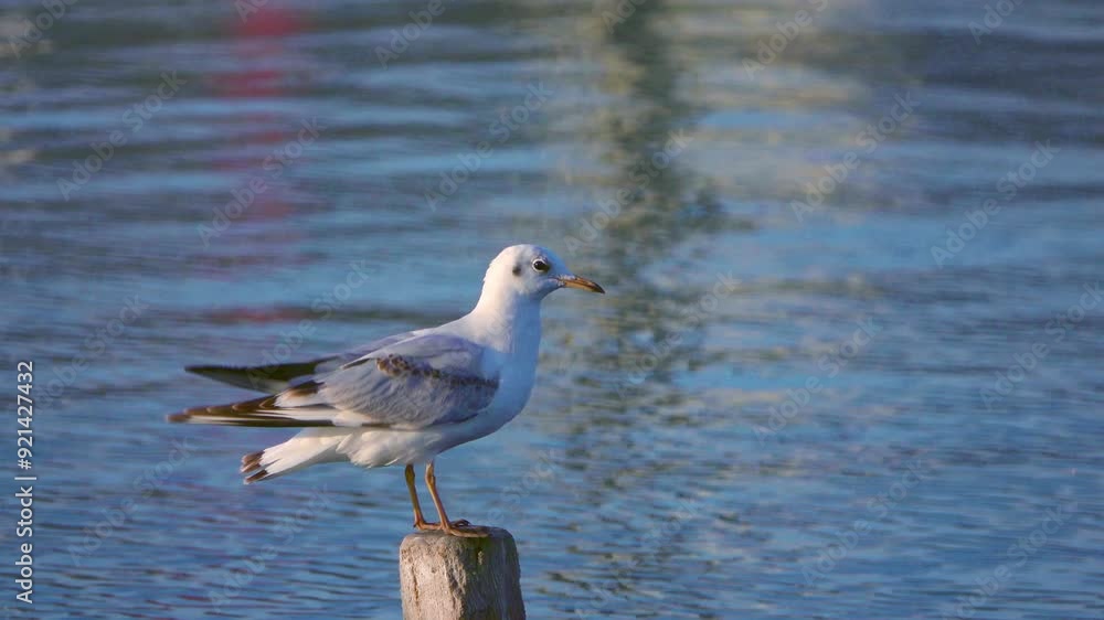 Seagulls Landing One After Another on the Same Wooden Elevation Footage. Seagulls Landing One After Another on the Same Wooden Elevation Footage.