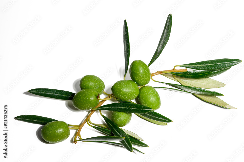 Isolated on a white background there is a copy space image of a fresh green olive branch Isolated on a white background there is a copy space image of a fresh green olive branch