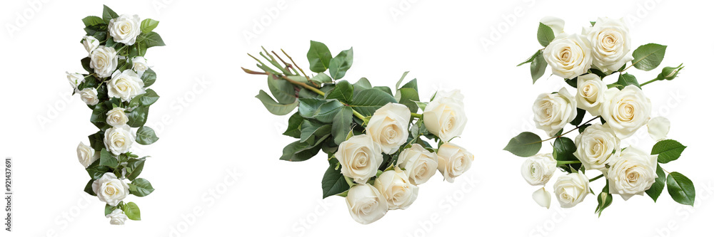 Untitled design - A set of White roses from a wedding bouquet separated and elegantly isolated on a transparent background Untitled design - A set of White roses from a wedding bouquet separated and elegantly isolated on a transparent background