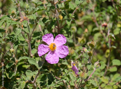 Spring blossom pink rockrose cistus (lat.- Cistus)