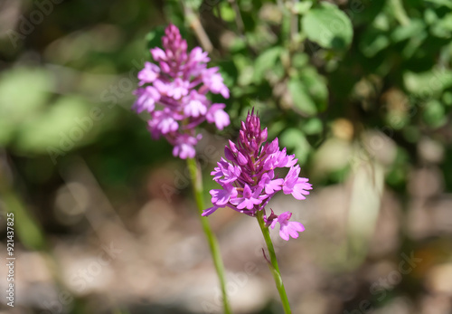 Spring bloom of a wild orchid (lat.- Anacamptis pyramidalis)