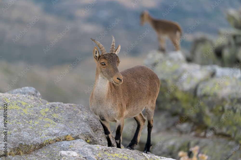 Cabras montesas en la Sierra de Guadarrama Cabras montesas en la Sierra de Guadarrama