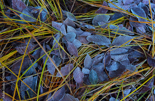 Frosty autumn leaves.