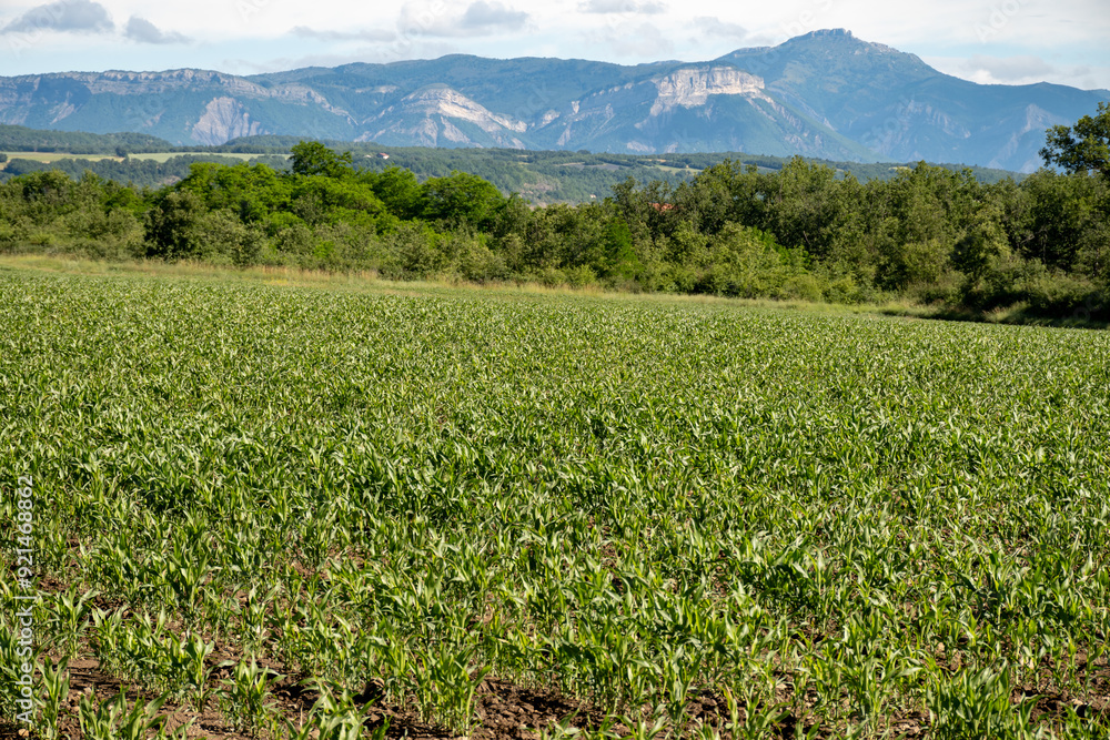 Agricultural region with corn mais fields near Sisteron, Haute-Durance, Franse departement Alpes-de-Haute-Provence, in summer Agricultural region with corn mais fields near Sisteron, Haute-Durance, Franse departement Alpes-de-Haute-Provence, in summer