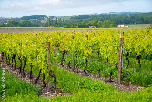 Summer on vineyards of Cognac white wine region, Charente, white ugni blanc grape uses for Cognac strong spirits distillation, France, Grand Champagne region photo