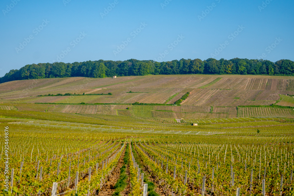 Driving car on green grand cru vineyards near Avize, region Champagne, France. Cultivation of white chardonnay wine grape on chalky soils of Cote des Blancs. Driving car on green grand cru vineyards near Avize, region Champagne, France. Cultivation of white chardonnay wine grape on chalky soils of Cote des Blancs.