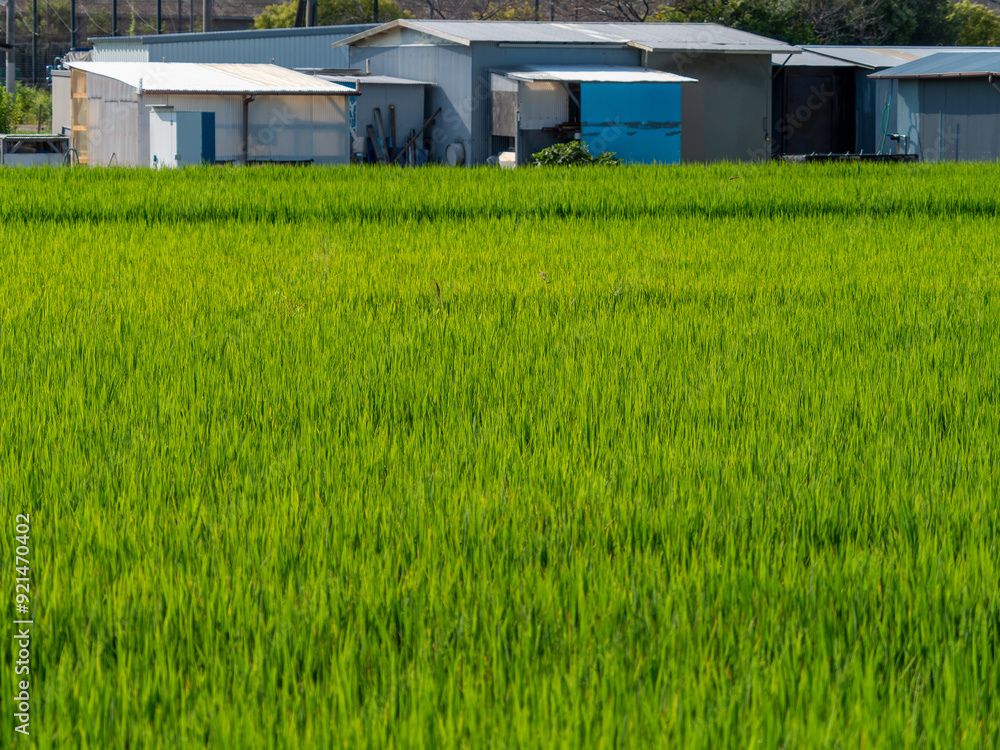 Fototapeta premium 大阪府八尾市の田園風景
