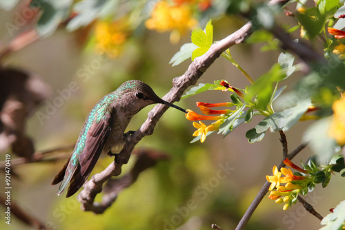 humming bird