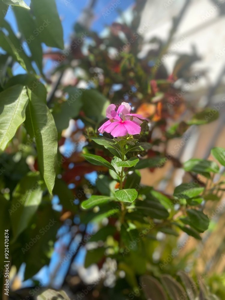 Obraz premium Flores