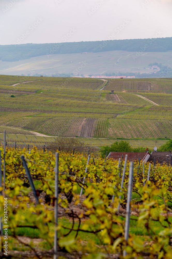 Fototapeta premium View on grand cru Champagne vineyards near Moulin de Verzenay, rows of pinot noir grape plants in Montagne de Reims near Verzy and Verzenay, Champagne, France