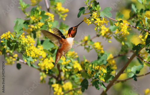 hummingbird on a flower