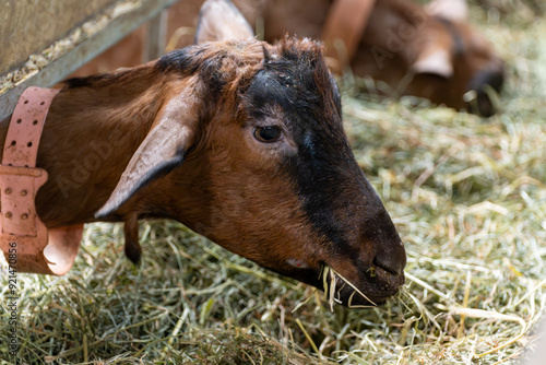 Alpine or Saanen goats on cheese making goat farm in regions Perigord and Quercy departement Lot, France. Making of Rocamadour soft goat AOC cheese with soft rind. photo