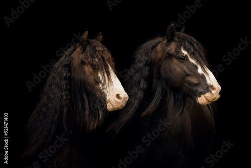 Two miniature Tinker ponies in front of black background